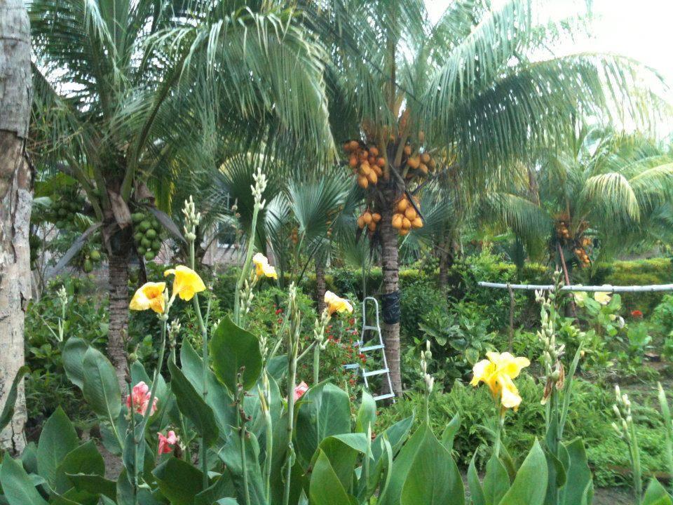 El Mirador Ecologico, Ometepe Hotell Altagracia Eksteriør bilde